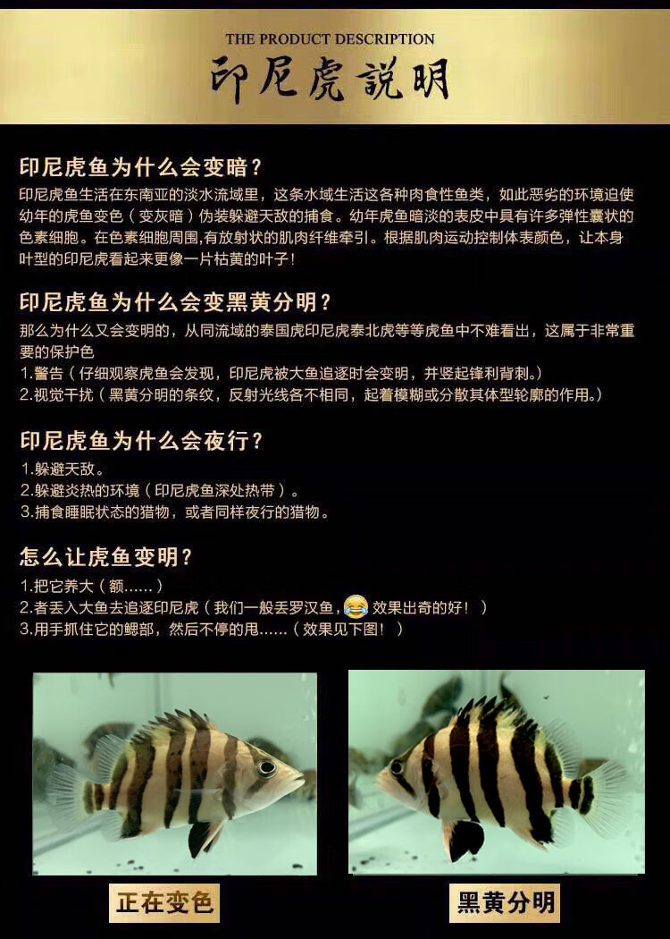 活体苏门答腊虎印尼虎鱼苏虎杂纹练手纯三纹四纹虎热带观赏龙配鱼