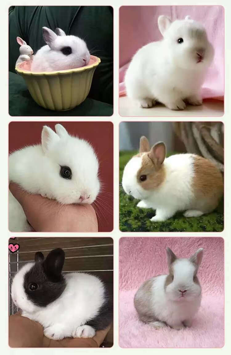 [京东推荐]宠物小兔子活体长不大侏儒垂耳兔猫猫兔道奇茶杯兔月月兔包