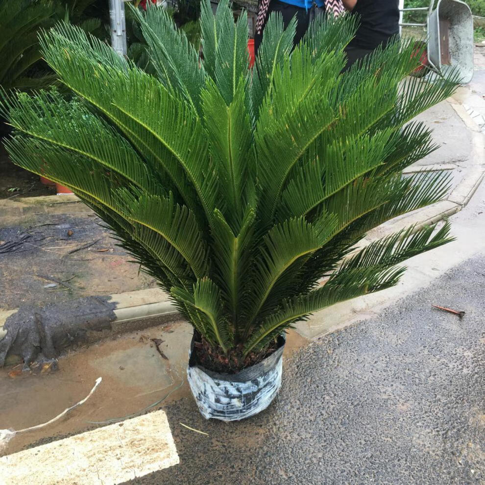 铁树植物 室外 大型盆栽 铁树苗四季常青庭院 室内绿植铁树盆景 多头