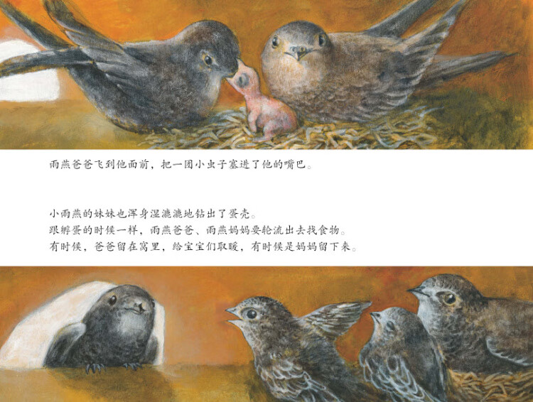 海豚绘本花园:燕子的旅行(平) 儿童图画故事书0-3-6岁儿童绘本宝宝