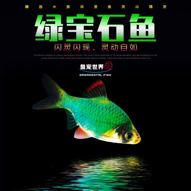 【京选推荐】绿虎皮鱼小型鱼活观赏鱼绿虎皮新手混养群游热带鱼小缸鱼
