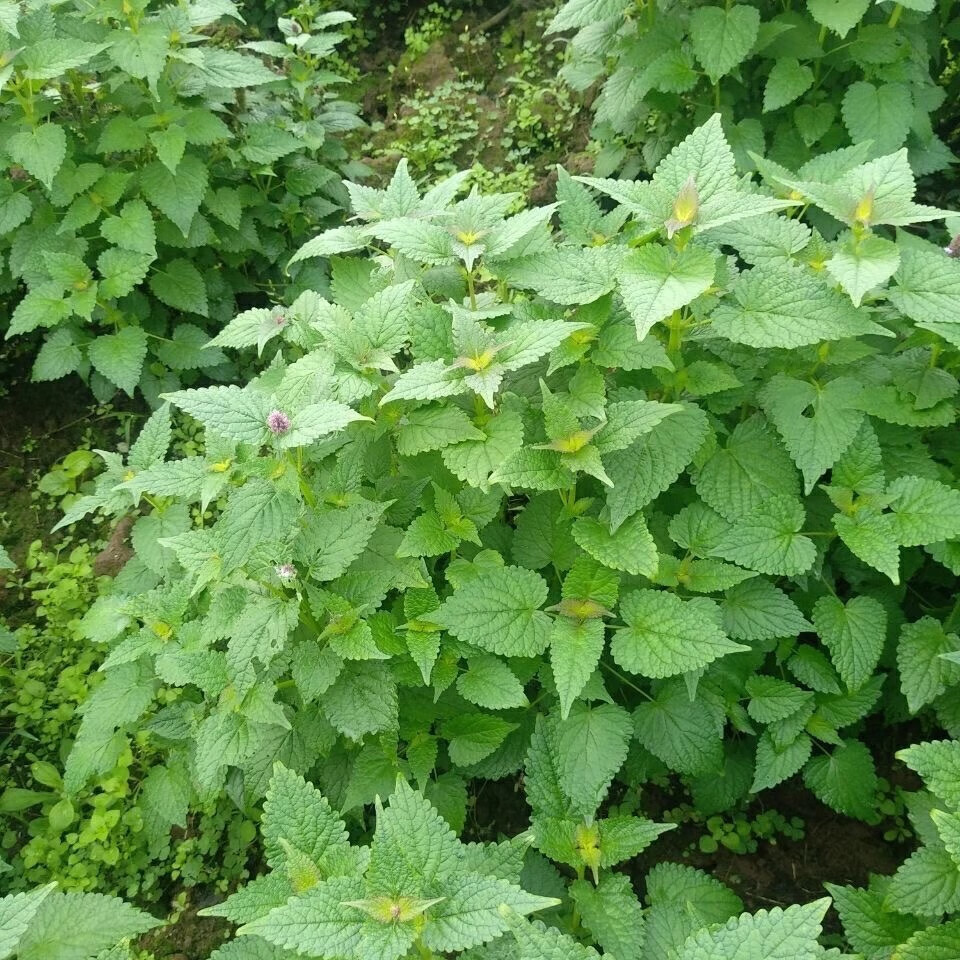 语辰彤藿香种子霍香正气香草种子五香十香大茴鱼香草阳台盆栽蔬菜种子