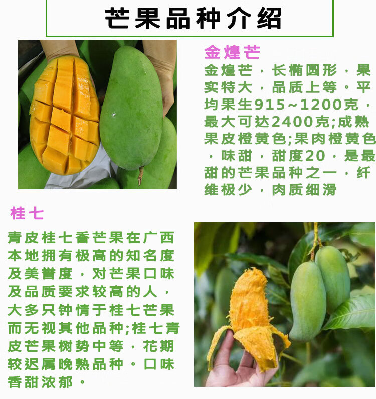 芒果树苗嫁接特大金煌芒桂七芒果苗盆栽水果阳台南方种植当年结果 桂