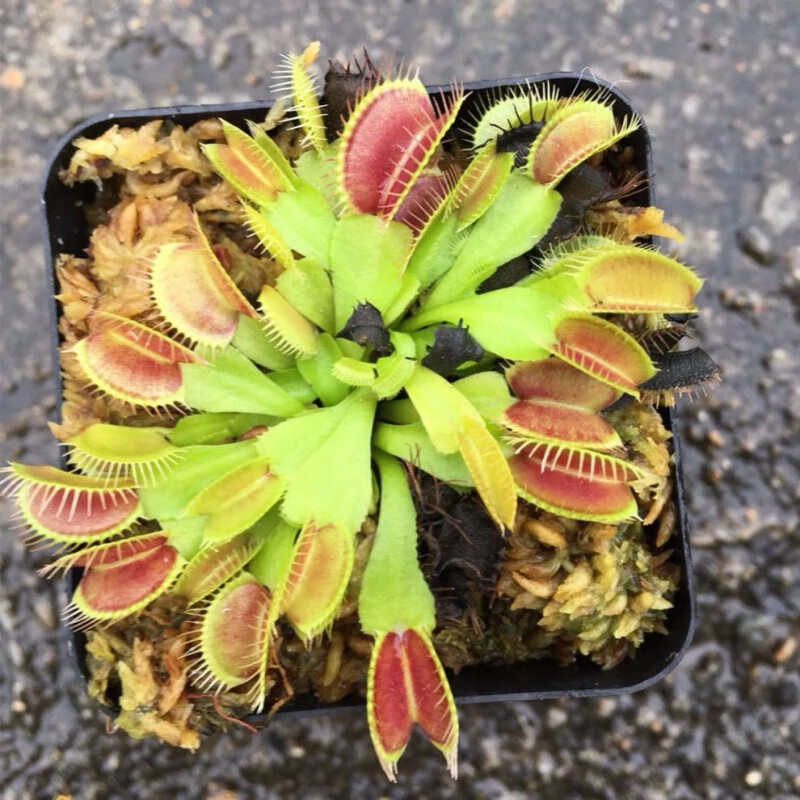 【】栽好发货【蚊子苍蝇的植物】蚊草捕蝇草消灭蚊虫带盆栽好发.