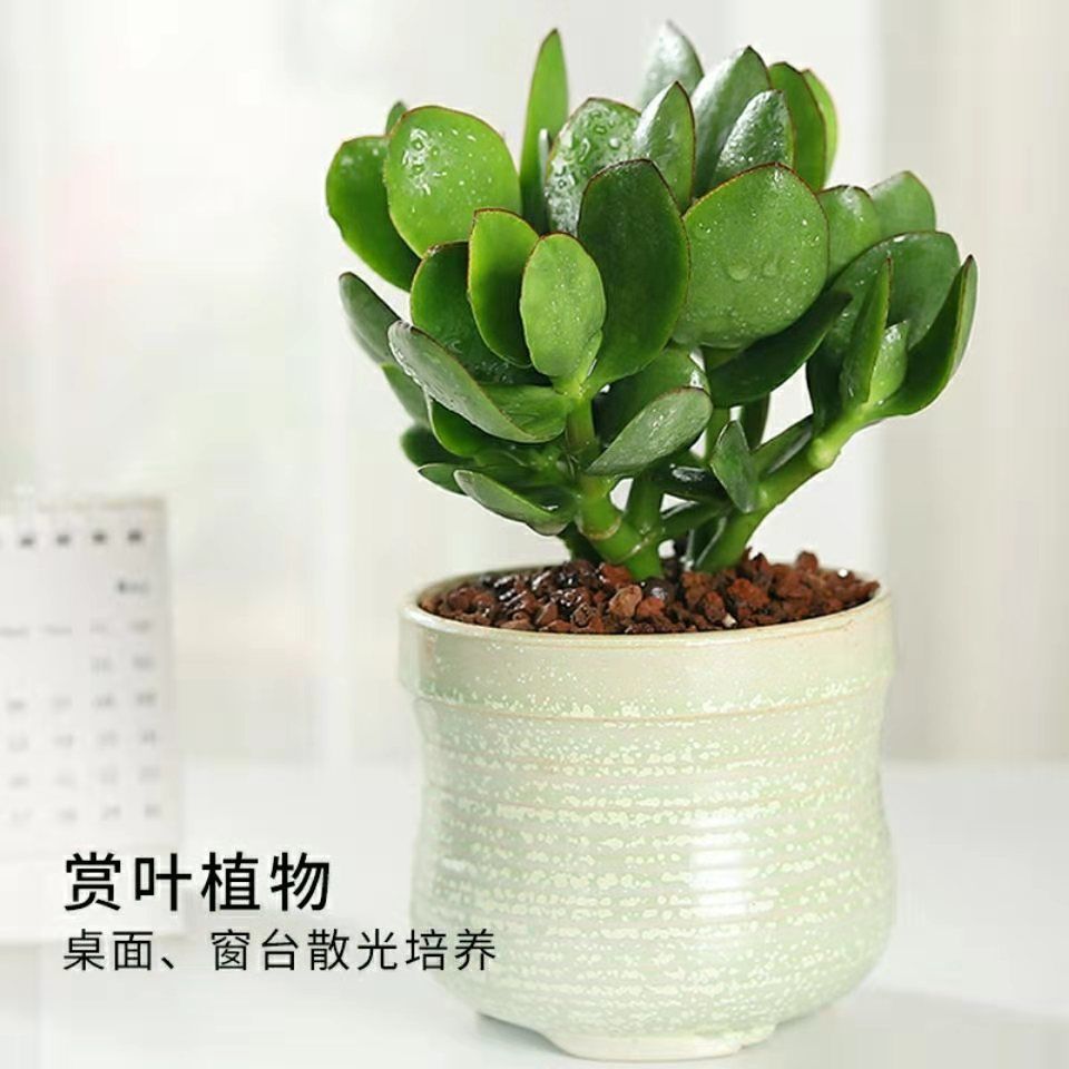 【精品绿植】玉树盆栽燕子掌黄金花月大叶厚脸皮植物
