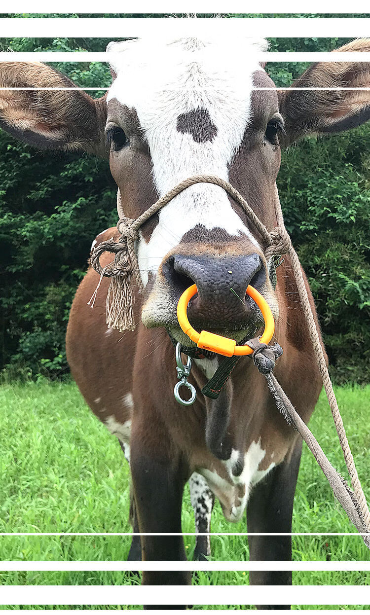 牛鼻环牛鼻圈穿牛鼻子的工具穿孔拴牛转扣环用养殖设备牵引扣钳子
