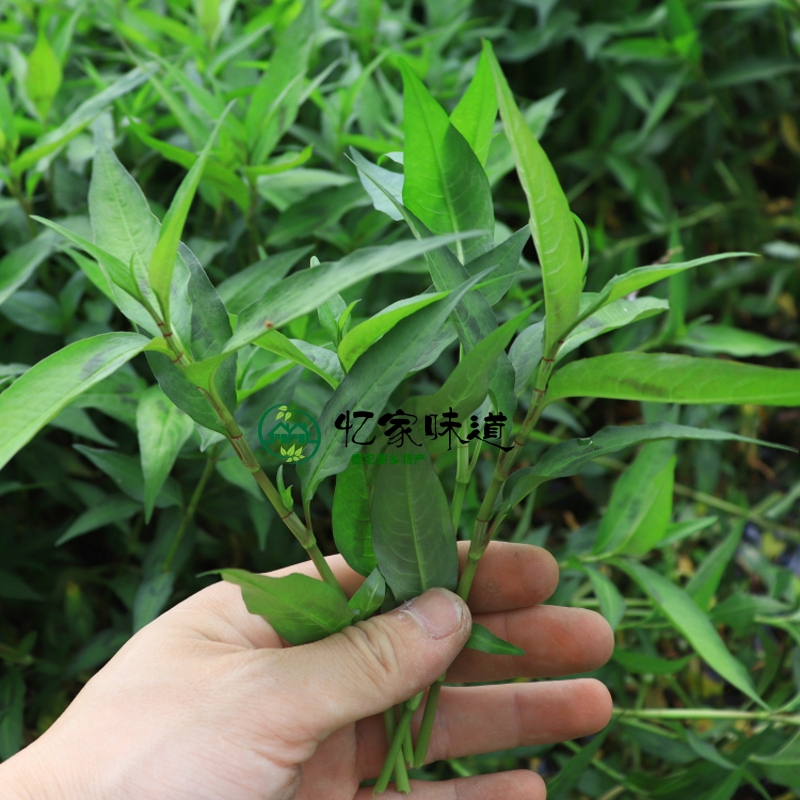 云南特有香料香蓼柳香柳菜辣蓼草芳香扑鼻煮鱼撒撇凉拌1斤两件