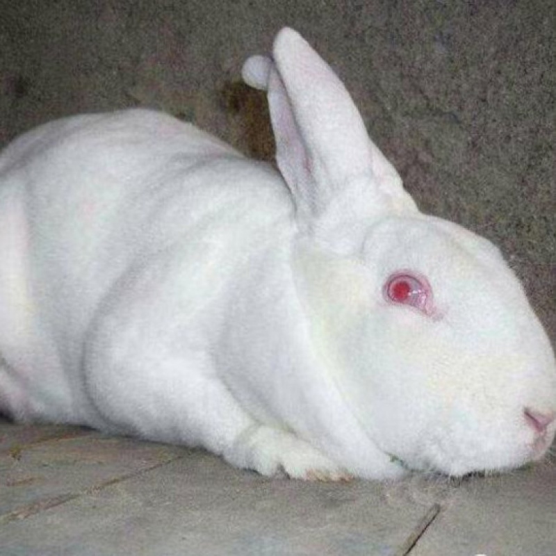 【京选推荐】新品种巨兔兔子活大型肉兔家养兔苗小兔子比利时月月兔可
