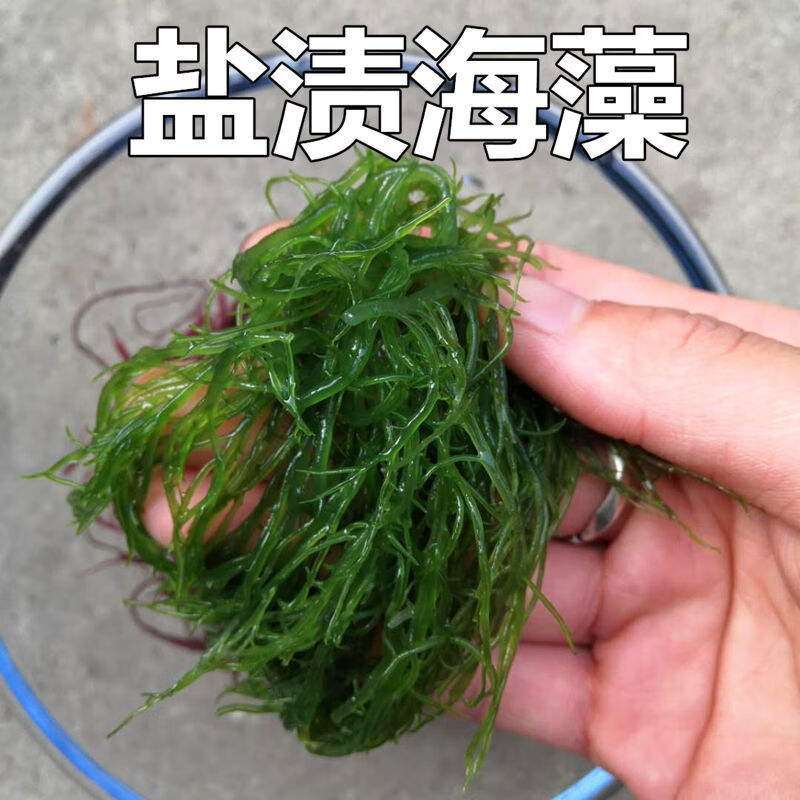 新鲜盐渍紫藻水晶藻紫晶藻海藻菜红藻凤尾藻500g龙须菜海藻红海草