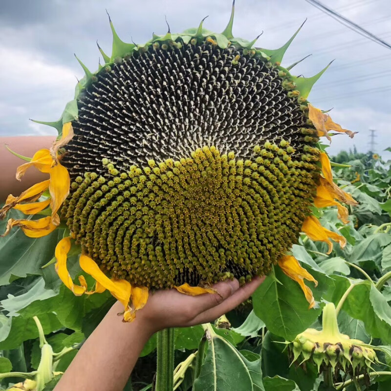 现摘现发新鲜葵花盘带籽向日葵大瓜子鲜葵花头2500g年货2朵大号晒干的