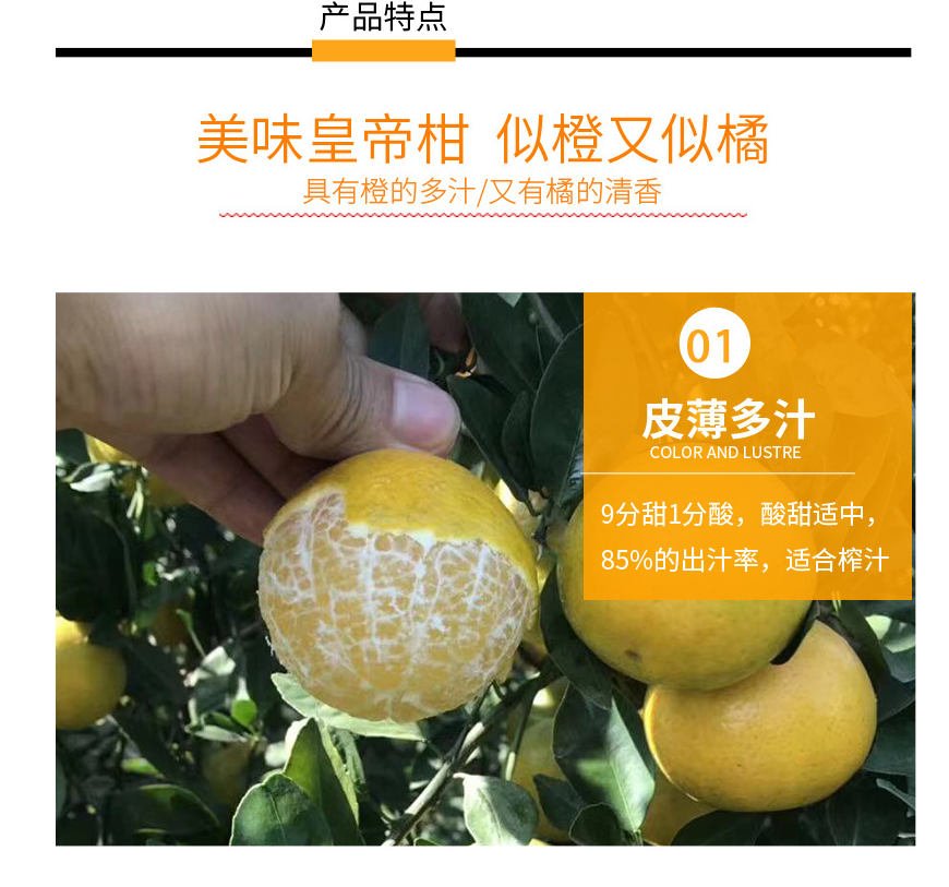 现货武鸣柑新鲜10斤当季现摘黄皇帝柑贡柑5非红美人柑橘整箱 大果 5斤