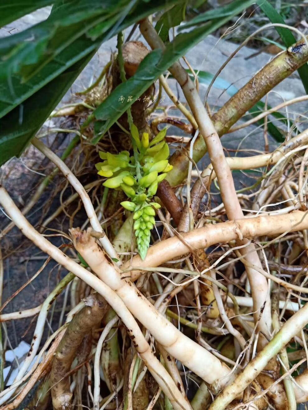 康中尊南昆深山野生倒吊王黄花倒水莲黄花大远志观音串黄花参500g