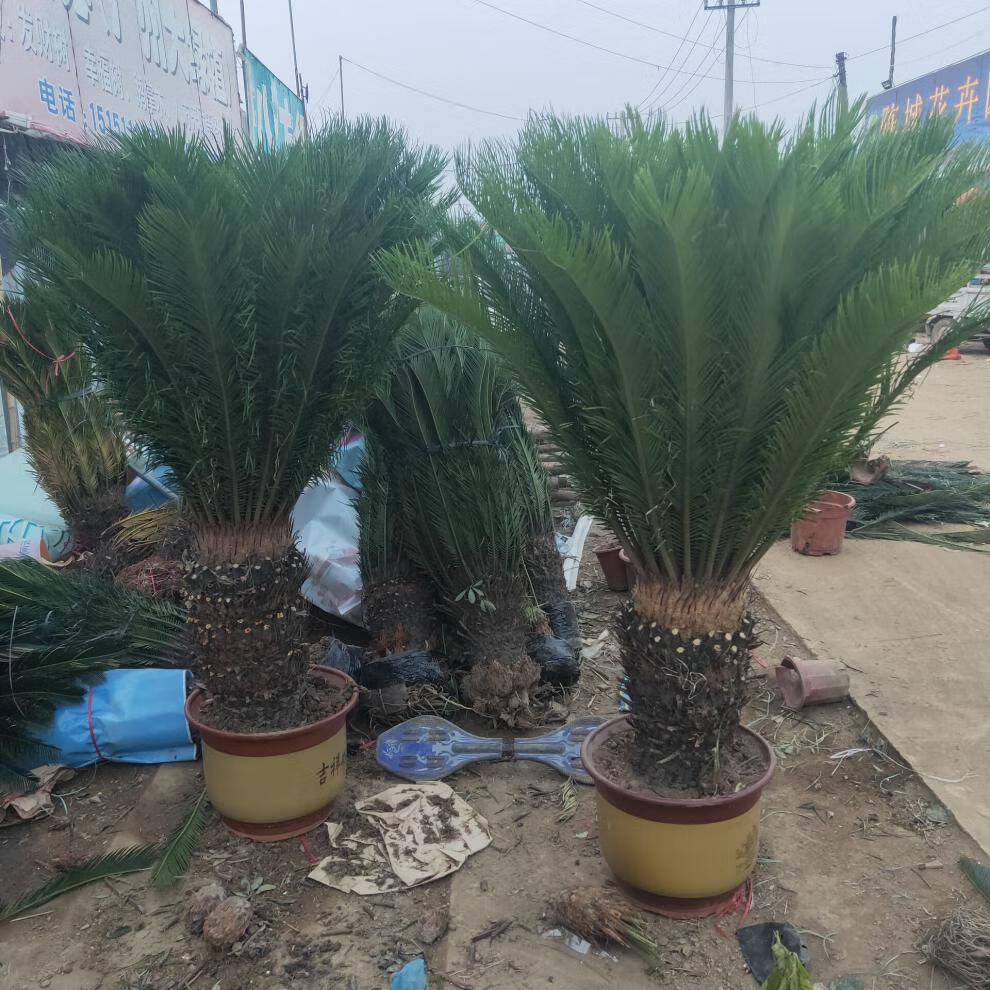 铁树植物 室外 大型盆栽 铁树苗四季常青庭院 室内绿植铁树盆景 多头