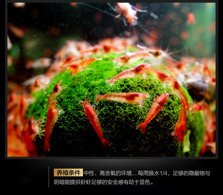 vakada鱼缸观赏水晶虾樱花琉璃水族造景除藻虾宠物活体草缸小型虾米
