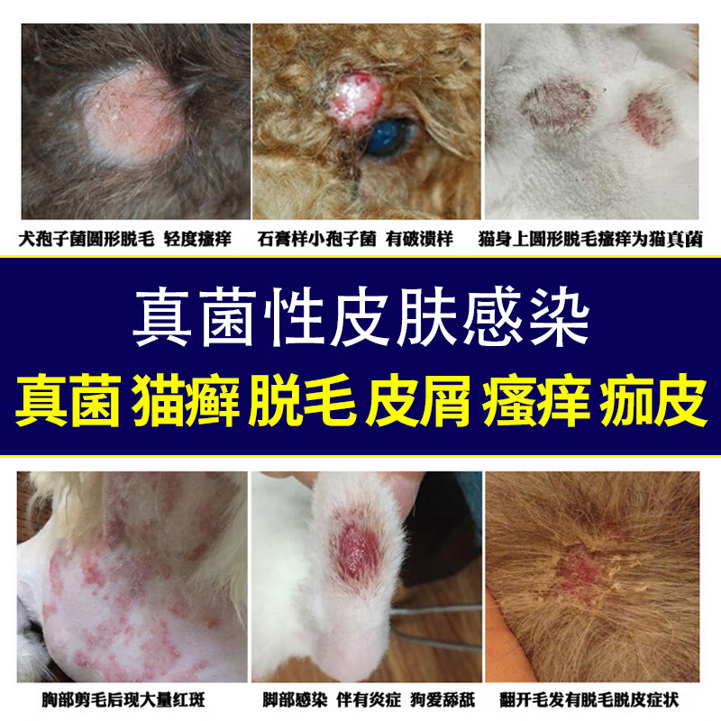 针剂注射液宠物猫咪犬皮肤病狗狗真菌感染猫癣湿疹可替代抗真菌2号二