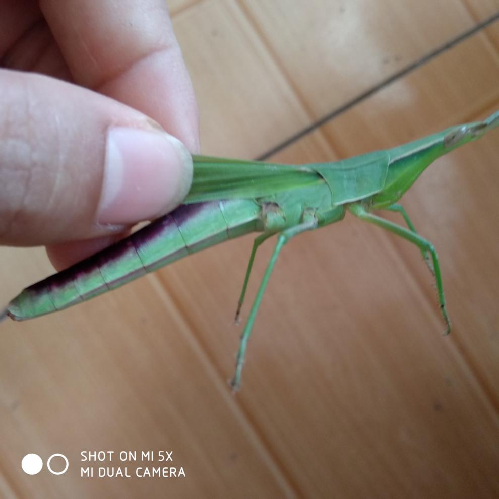 萌萌哒蚂蚱活体尖头绿蚂蚱活虫中华剑角蝗负蝗鱼饵螳螂宠物活食23厘米