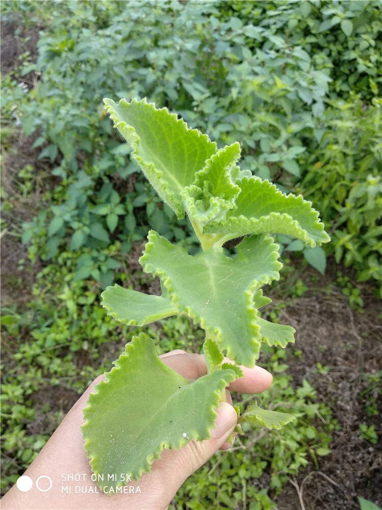 草庄 拓赛 室外种植洋薄荷 到手香 左手香苗花卉鲜花绿植桌面办公室