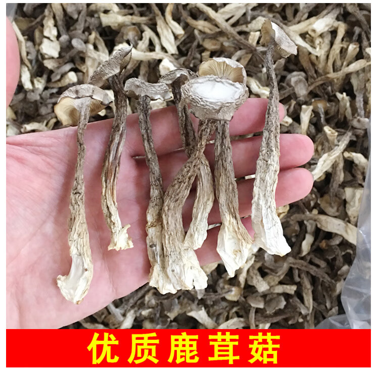 鹿茸菇鹿茸菌干货500g土特产农副产品食用菌酒店食材产地直供一级250g