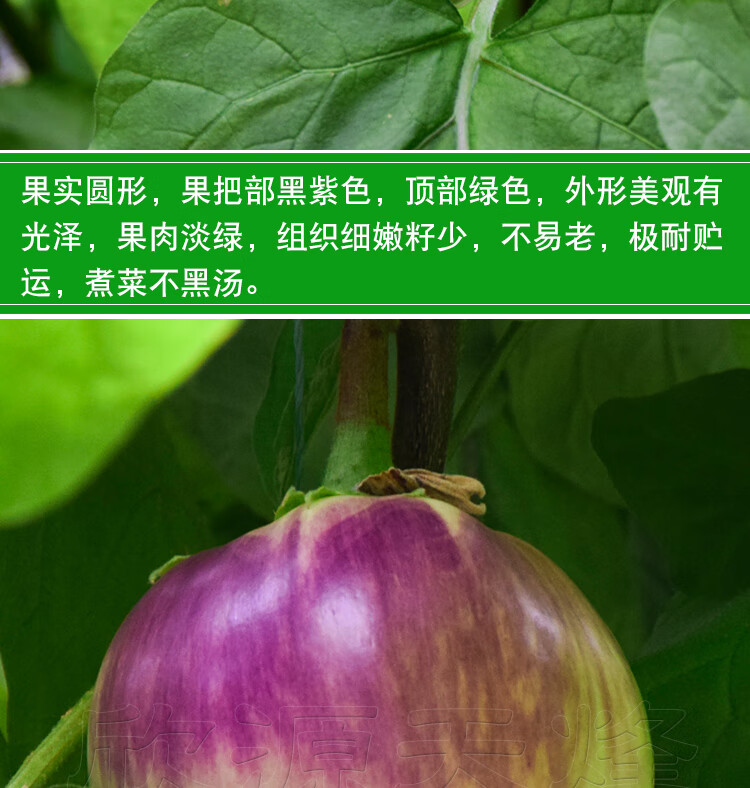 寿光蔬菜种子大龙长茄蔬菜种籽孑春季秋冬四季播茄子杭茄圆茄苗子 绿