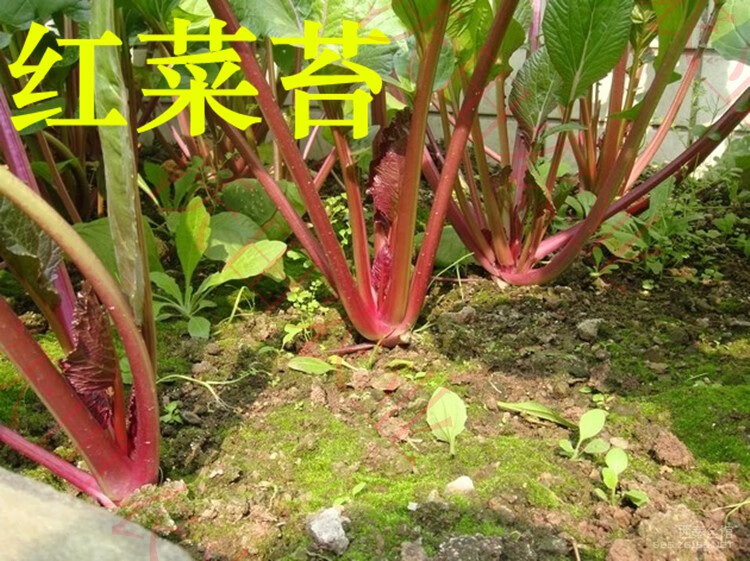 农家红菜苔种子红菜心紫菜薹红油菜芯种籽青菜籽四季蔬菜阳台五彩玉米