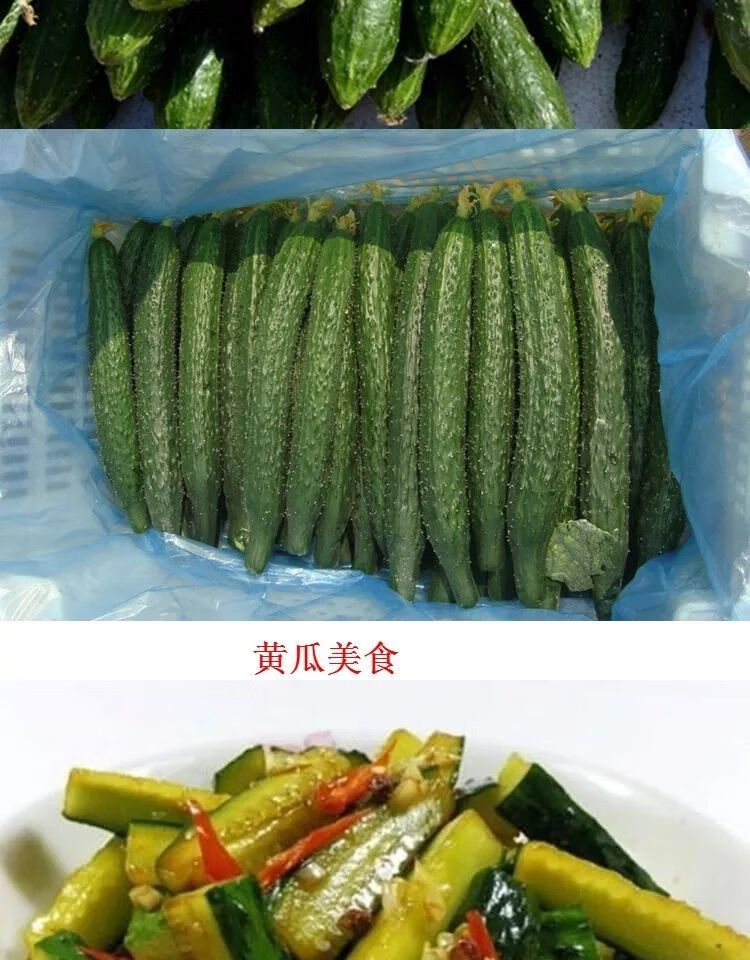 新鲜黄瓜现摘现卖黄瓜农家自己种植新鲜黄瓜新鲜蔬菜