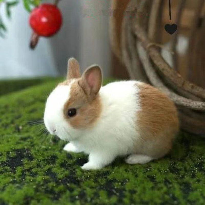 京选推荐小兔子活长不大垂耳兔迷你熊猫小型侏儒小兔茶杯兔宠物公主