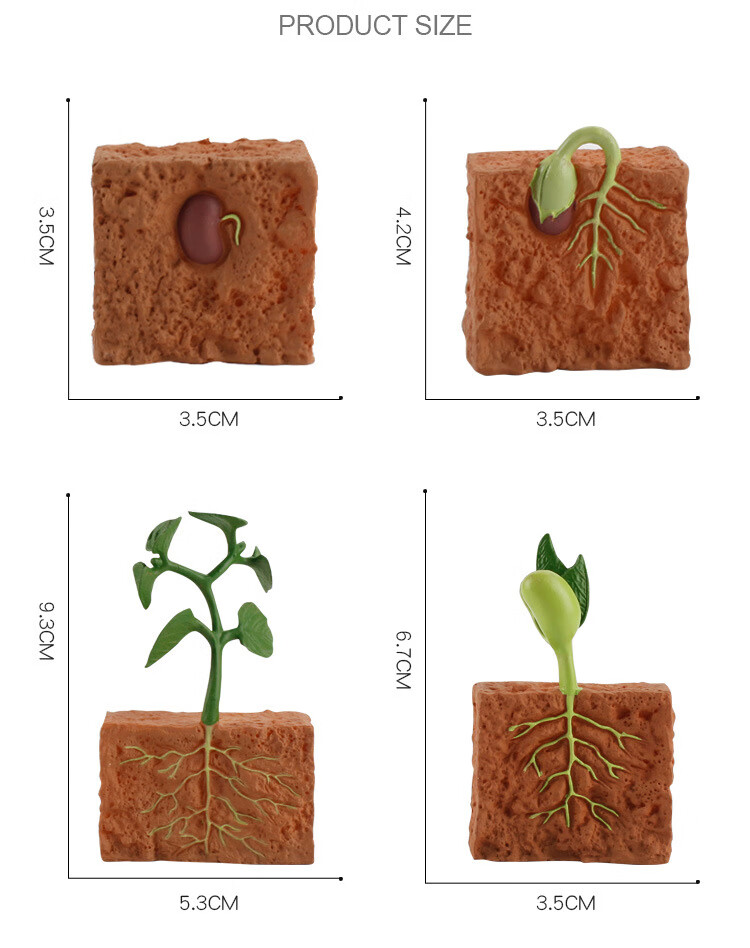 植物成长周期_04.jpg