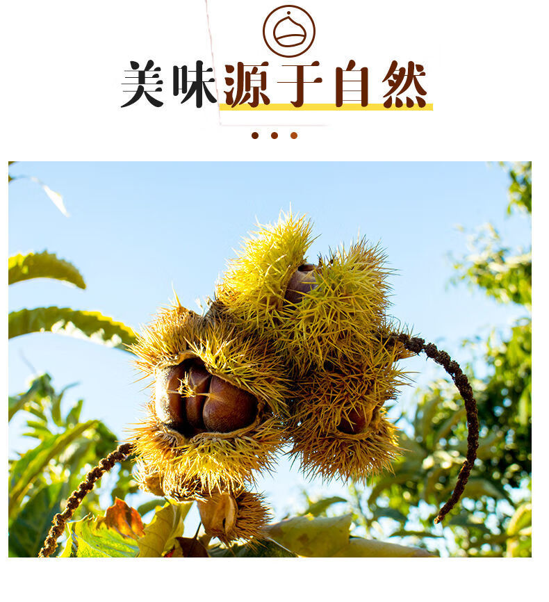望郎回板栗新鲜东源即食炒板栗子盒装礼品河源特产经典款一箱8包礼盒