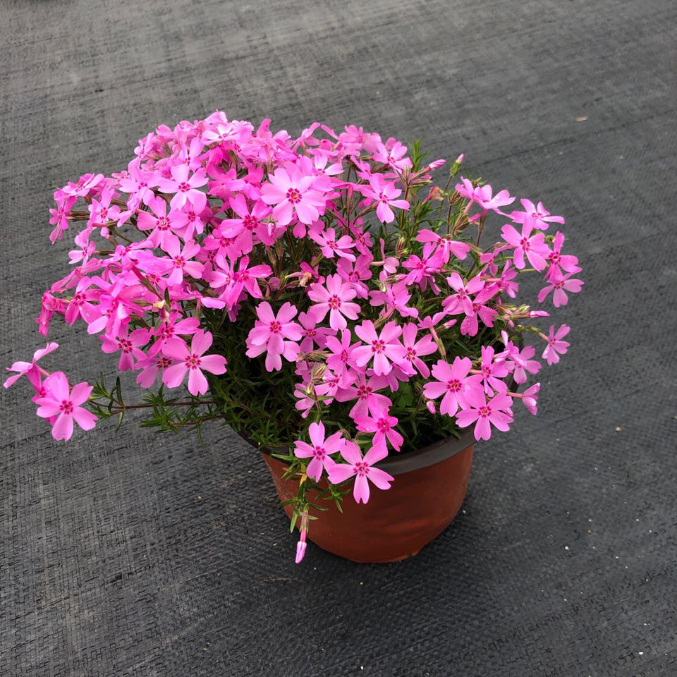 芝樱花苗芝樱苗丛生福禄考多年生地被植物盆栽阳台基地直发嘉瑰玫红色