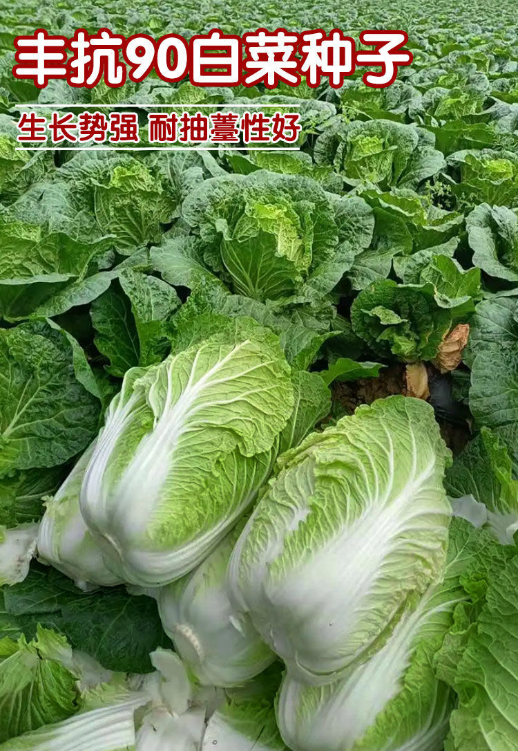 丰抗90大白菜种子秋季冬储白菜种籽丰抗7080白菜籽包菜大棵白菜永红丰