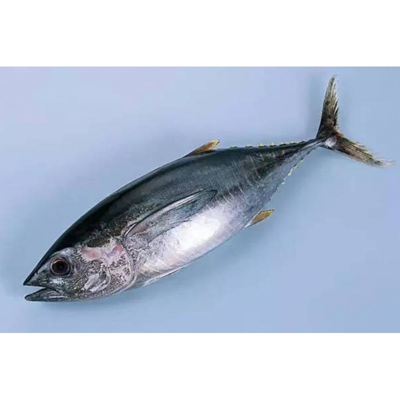 现货黑鳍金枪鱼吞拿鱼刺身整条6～15斤低温鲔鱼东海鲣鱼500g