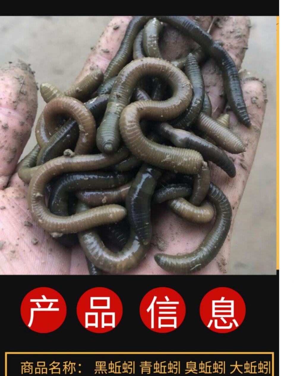 活体青蚯蚓鲜活黑蚯蚓钓黄鳝蚯蚓特大臭蚯蚓地龙松土蚯蚓钓鱼活饵