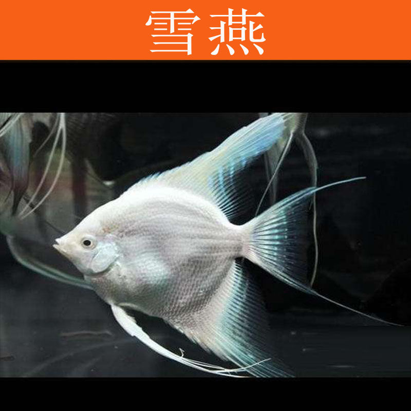 京选推荐观赏鱼神仙鱼燕鱼秘鲁燕鱼鱼苗活包活宠物套餐天使鱼热带鱼
