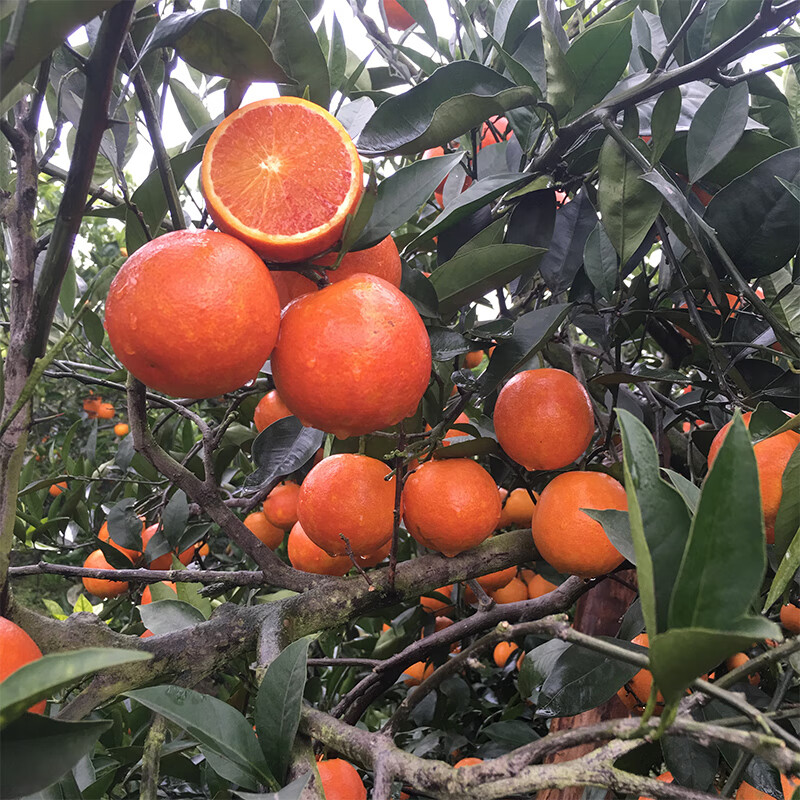 橙子苗橙子树苗南北方种植庭院阳台盆栽地栽特大赣南脐橙血橙苗当年