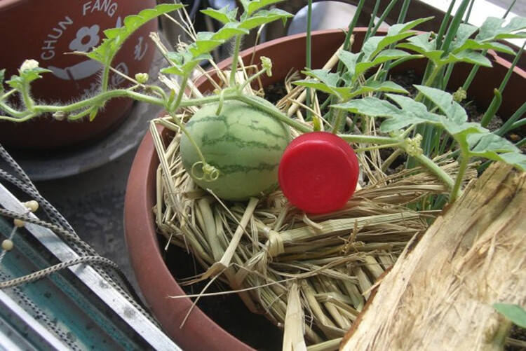 精品小西瓜种子 阳台盆栽易种水果 观赏型西瓜 蔬菜种子 甜瓜种子