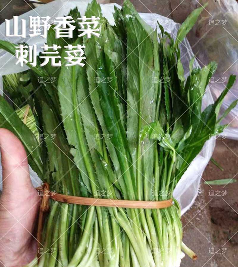 山野香菜大芫荽种子缅甸香菜芫荽刺芹籽大野菜种籽云南刺芫荽种孑山野