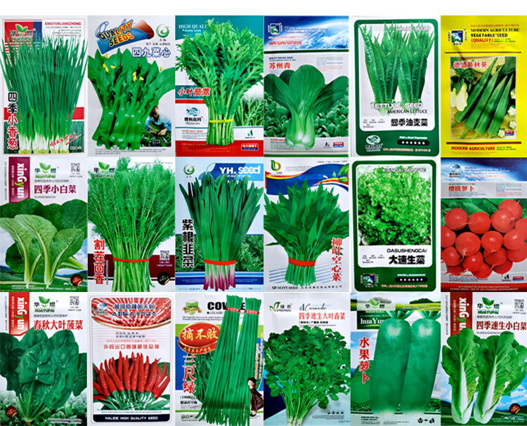 南方冬季蔬菜种子农家速生小白菜苏州青青帮油菜四季种子大全耐寒