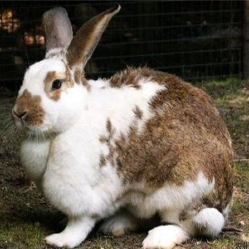 京选推荐新品种巨兔兔子活大型肉兔家养兔苗小兔子比利时月月兔可长80