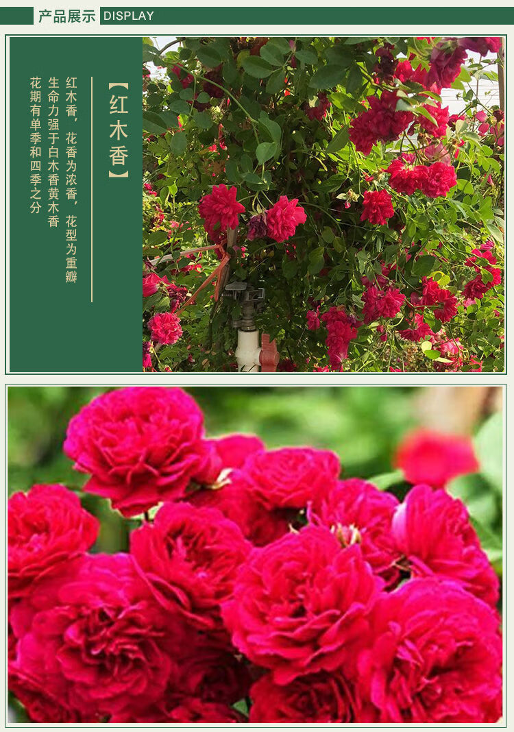 盆栽四季木香花苗蔷薇绿植盆栽庭院藤本花卉红色木香花四季3050cm中苗