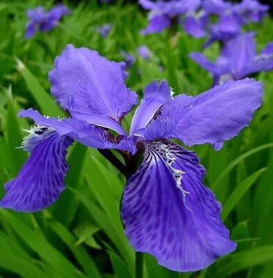 地被植物鸢尾种根苗鸢尾花蝴蝶兰室内盆栽庭院地栽多色 10颗蓝花鸢尾