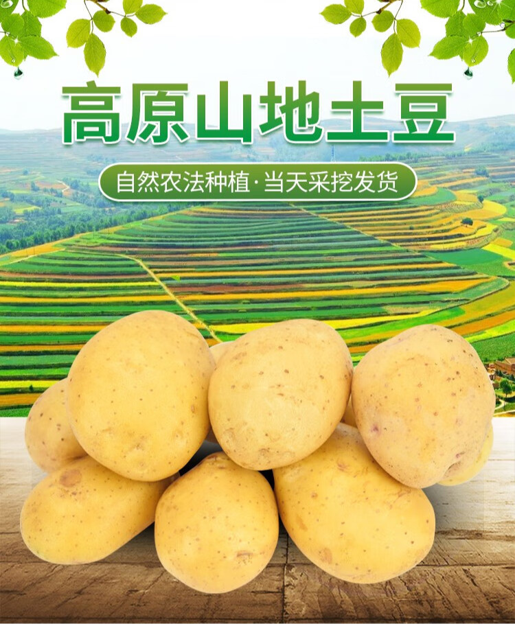 新鲜土豆甘肃定西特产土豆10斤装整箱土豆新鲜大号土豆高山农家自种黄