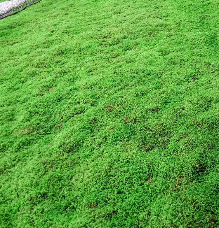 苔藓草植物鲜活微景观diy植物盆景铺面装饰雨林缸青苔植物细绒藓平米