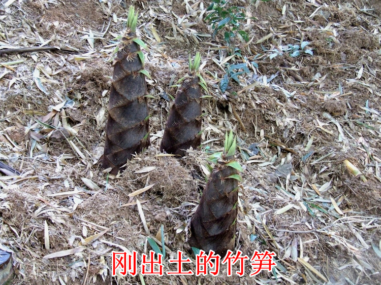 qcdd大型楠竹苗种苗楠竹大毛竹根竹笋苗春冬庭院竹子苗大南竹种子耐寒