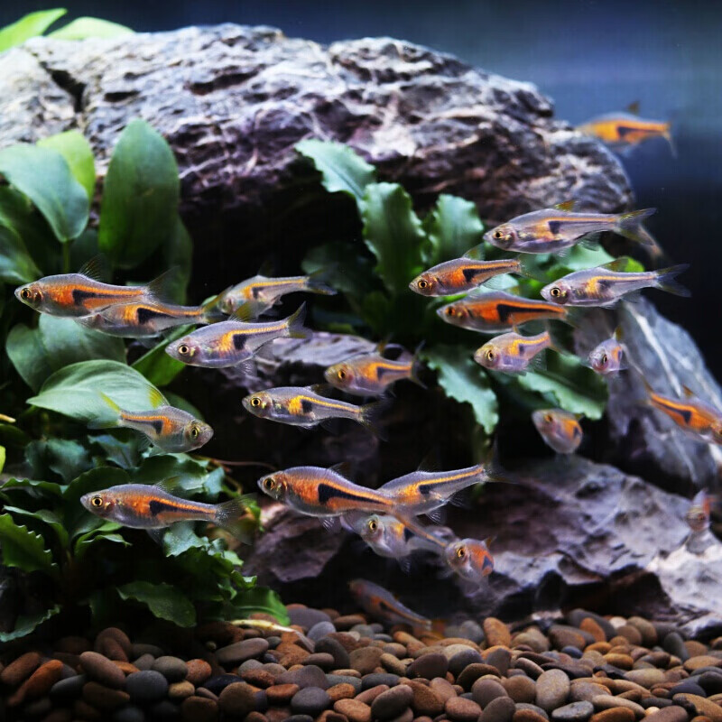 【京东推荐】大三角三角灯科鱼活体红绿灯群游紫三角灯鱼小型热带鱼