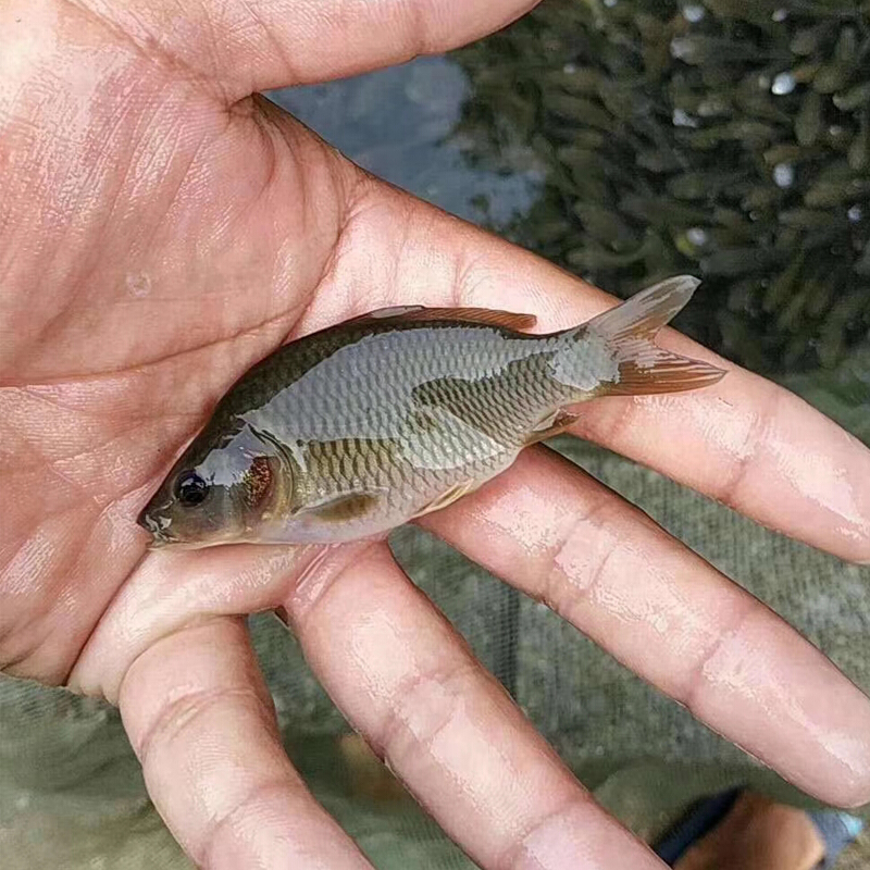 【京东推荐】禾花鲤鱼苗稻田鲤鱼苗荷花鲤鱼苗乌鲤鱼苗淡水养殖活体 2