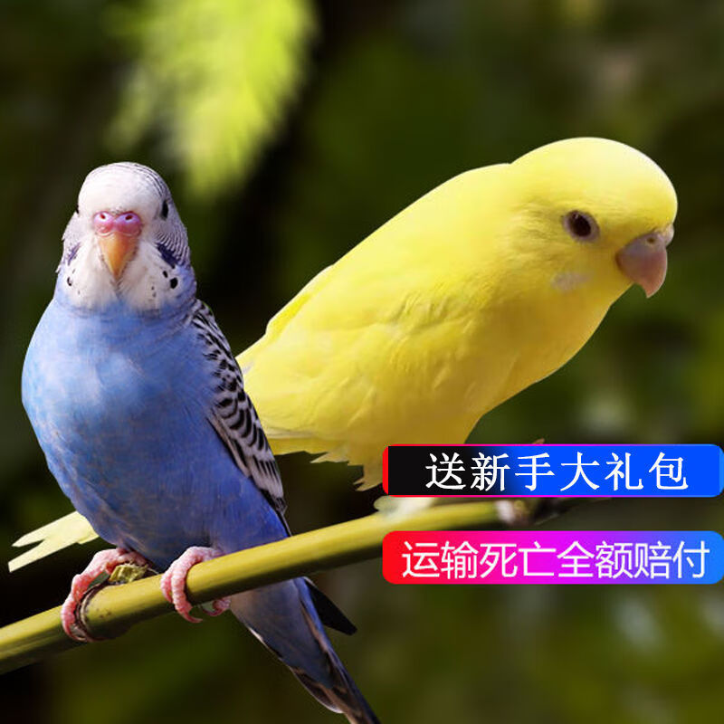 鹦鹉活体手玩鸟能学说话的鹦鹉宠物鸟鹦鹉活体鹦鹉送
