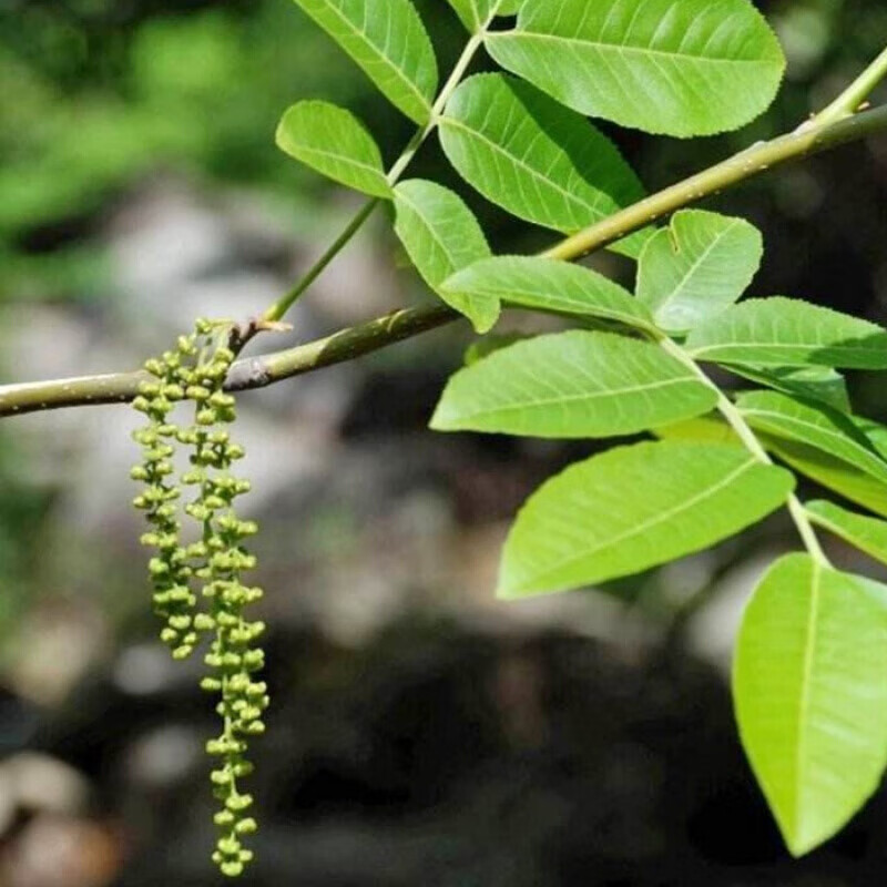 伟博 野生青钱柳茶张家界天然青钱柳嫩芽叶糖友新茶八大公山养生茶