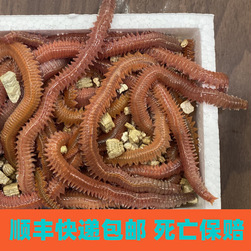 【京东推荐】海钓鱼饵料鲜活沙蚕活饵红青沙虫海蚂蝗海蜈蚣海蚯蚓鱼饵