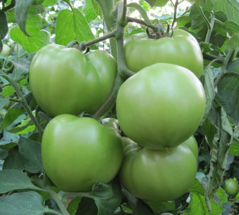 青西红柿358斤新鲜孕妇酸绿未成熟生番茄青番茄绿番茄生鲜5斤