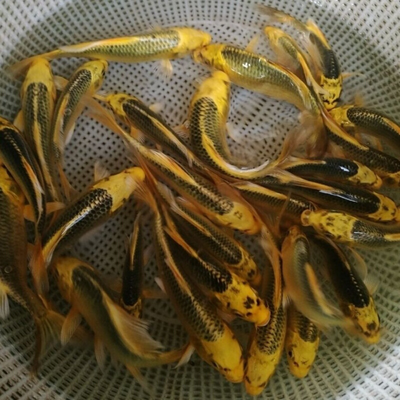 店铺推荐黄金松叶锦鲤鱼冷水鱼活体常温观赏鱼长短尾随机发货1315cm